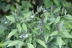 Ecbolium ligustrinum